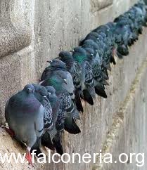 piccioni-come-ratti