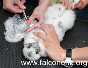 prelievo sangue falco