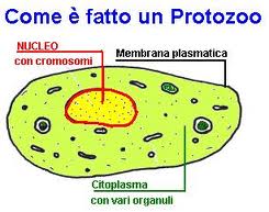 protozoo