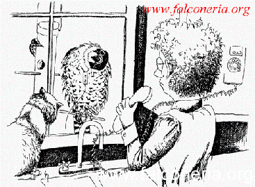 rapaci persi falconieri