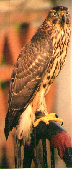 Questa è la mia femmina di Astore (Accipiter Gentilis) in abito giovanile (1993)