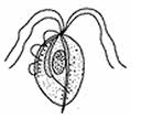 tricomonas