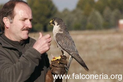 addestarmento falconi