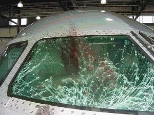 bird strike