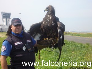 fabio_ferri