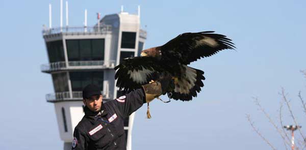 falconiere