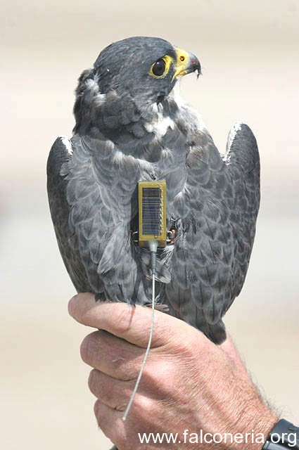 telemetria falconeria