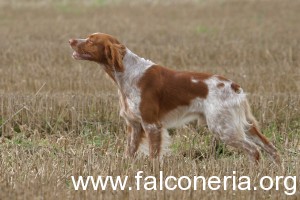 Epagneul Breton