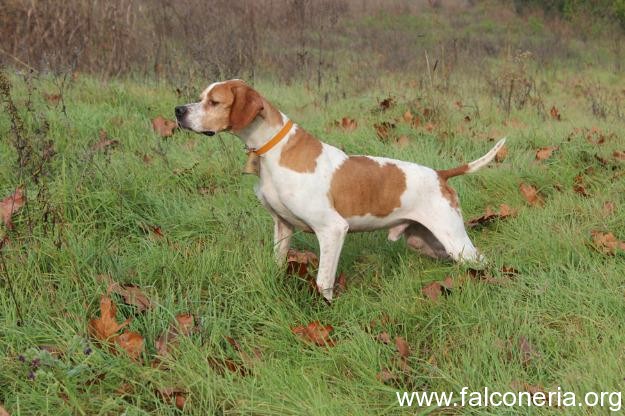 Pointer