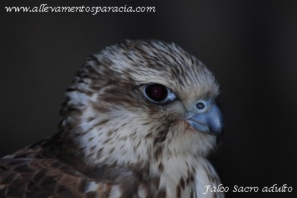 sparacia