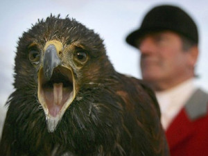 falco