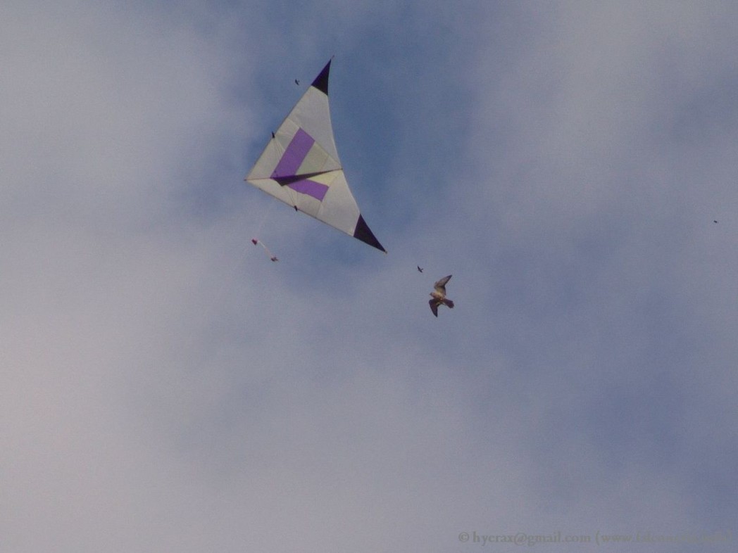 falco_lanario_aquilone_kite_falconry_1280