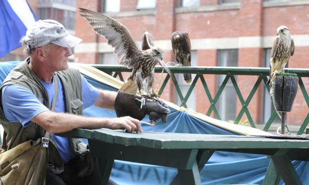 falconer