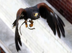 hawk_handler_2