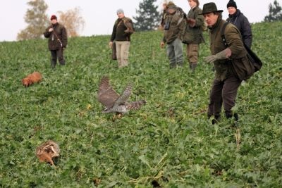 camerini_a_caccia_di_lepri_con_il_falco_400