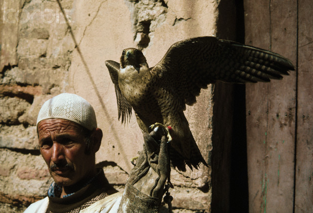 falconer_marrakesh