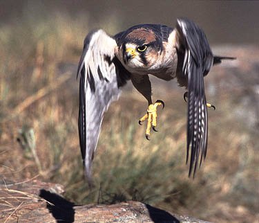 falco-picchiata-caccia