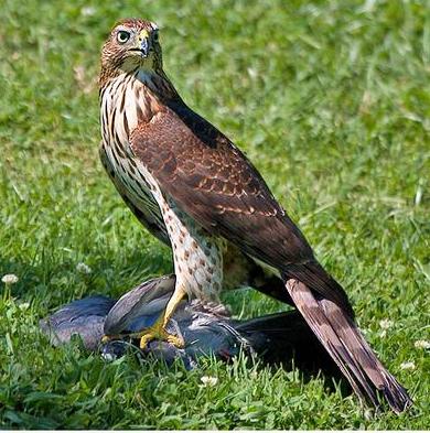 falco_con_preda