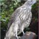 Siberian Goshawks