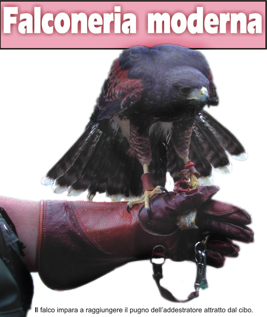 falco_3