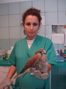 veterinario rapaci