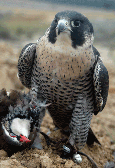 FOTO-2-halcon-peregrino-con-perdiz-roja