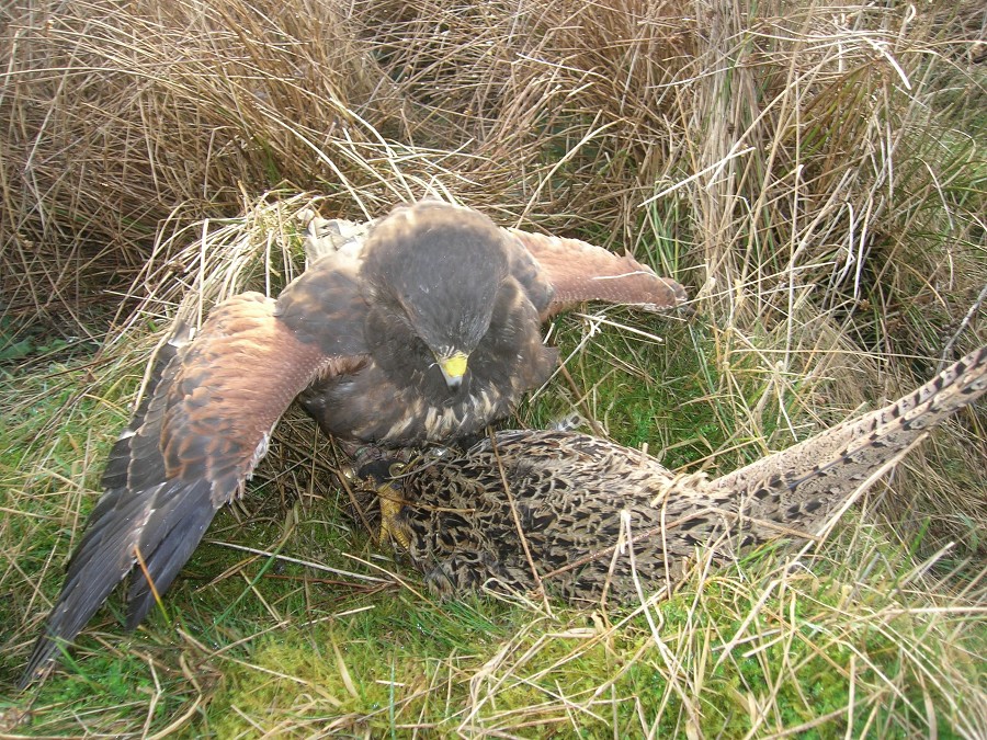 HARRIS HAWK ON PHEASANT