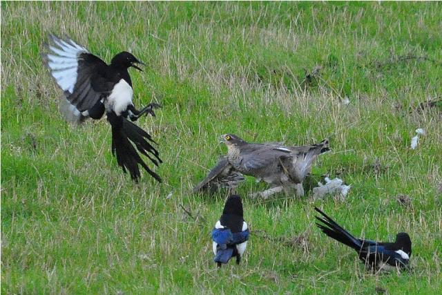 Sparrowhawk_ Magpie_ Collared Dove