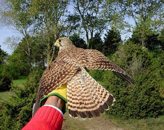 a Falco tinnunculus 3