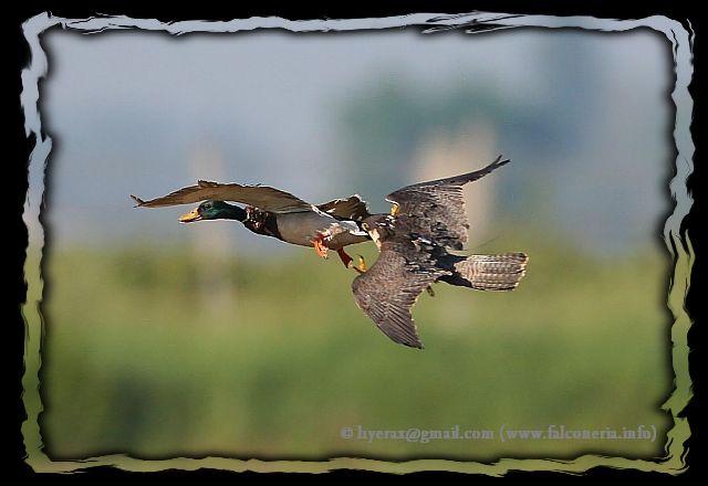 duck hawking peregrine falcon caccia anatra falco pellegrino peregrinus 01c