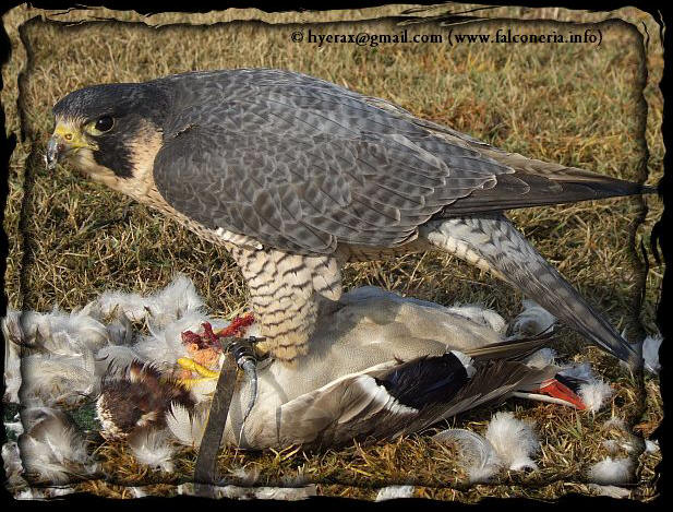 duck hawking peregrine falcon caccia anatra falco pellegrino peregrinus 10