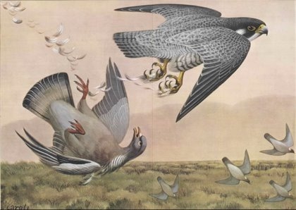 falco00-large