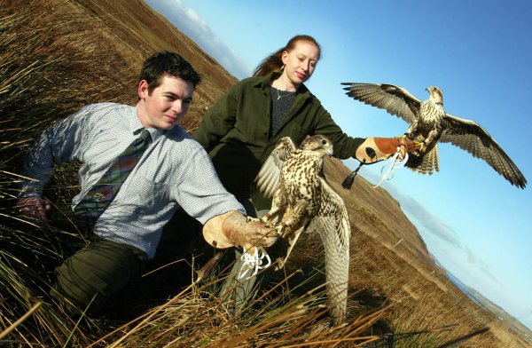 falconeria