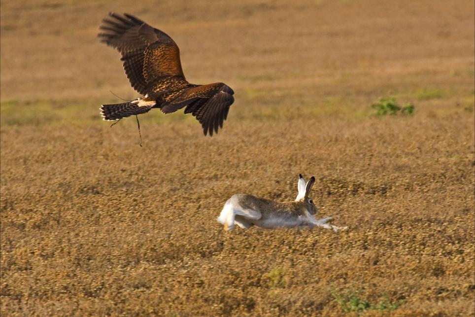 golden-eagle-harris-hawk-cross