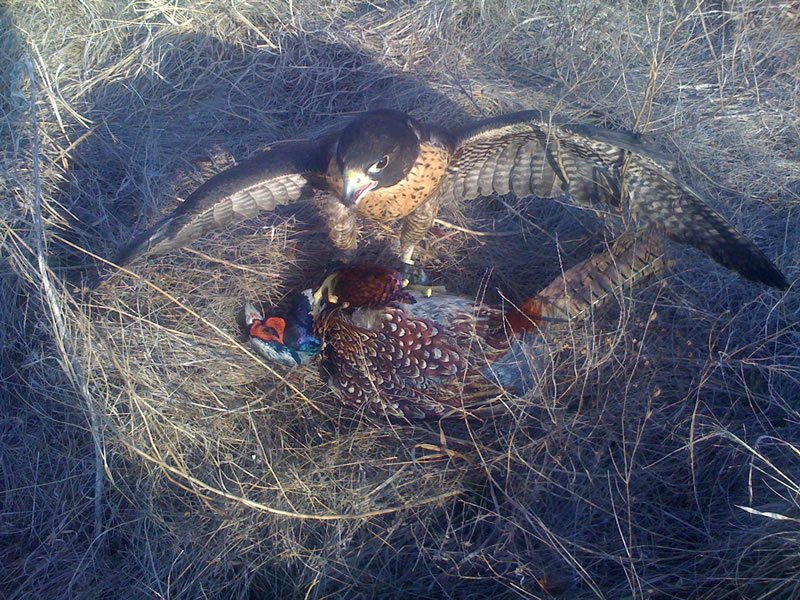 pheasant