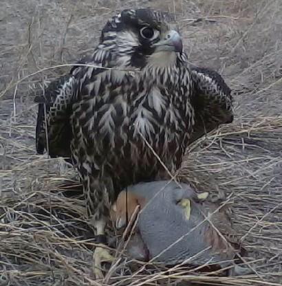 tiercel peales 2010 on partridge