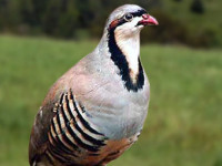 Pernice rossa Alectoris rufa