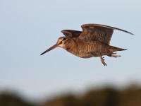 scolopax