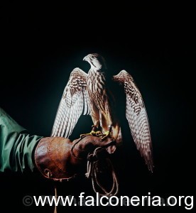 Falcon on glove