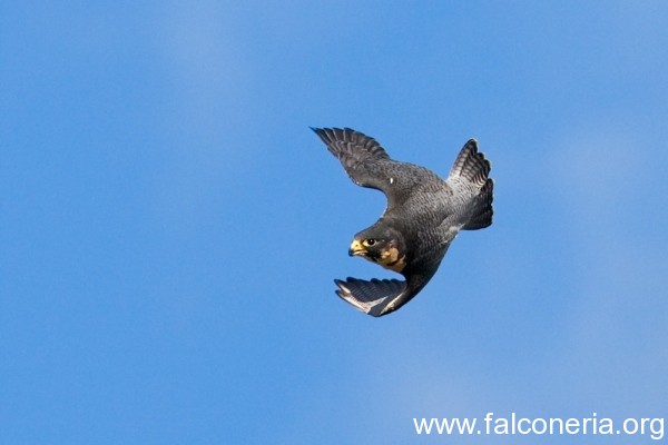Falconeria 1