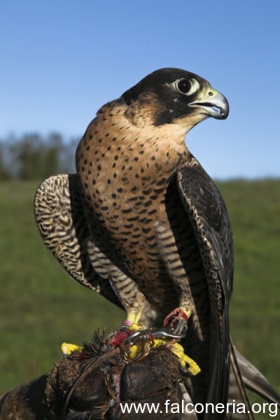 Falconeria 2