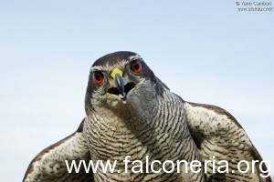 Autour des palombes Accipiter gentilis Northern Goshawk