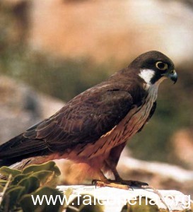 falco_eleonorae-400
