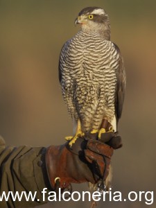 hamblin-mark-goshawk-adult-perched-on-falconers-glove-scotland