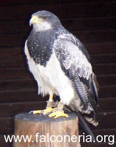 aquila-poiana-pettonero