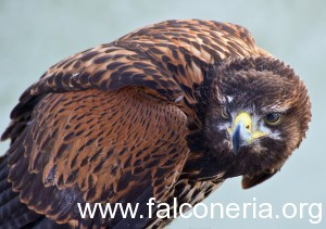 aquilarealeXfalcodiharris