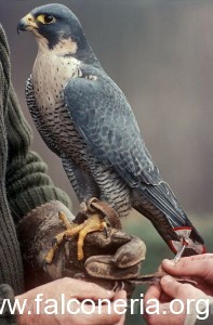 Peregrine and speed gauge