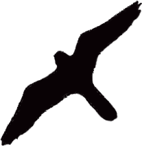 Falco-peregrinus-silhouette-2