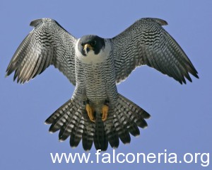 Peregrine Falcon Flight From Walt Whitman Bridge Camden & Philadelphia