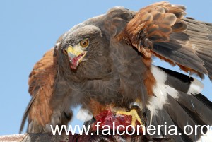 falco di harris